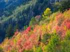 USA-Utah-Logan Pass Colorful autumn in Provo Pass Art Print